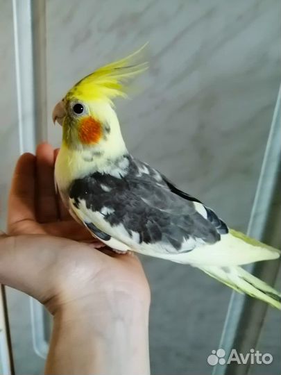 Попугай корелла птенцы