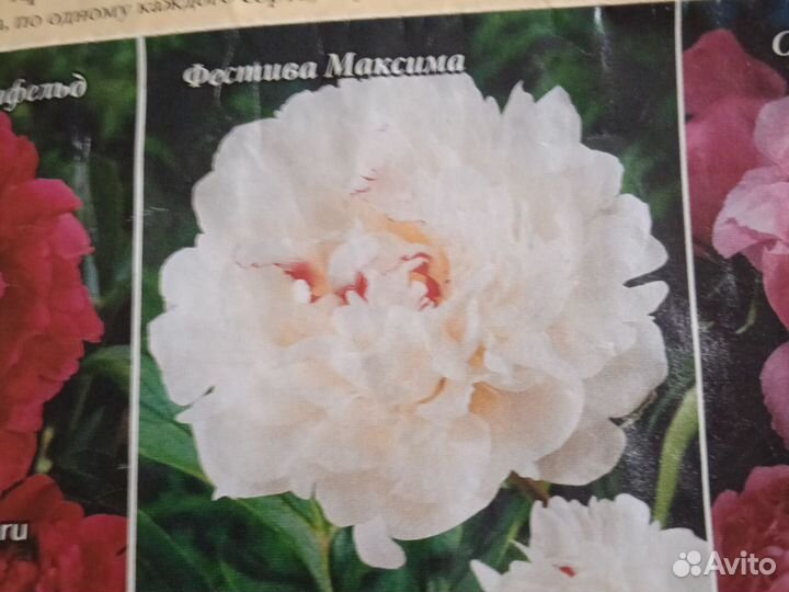 Пионы саженцы