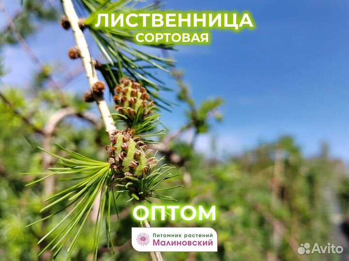 Лиственница Пендула Оптом Питомник