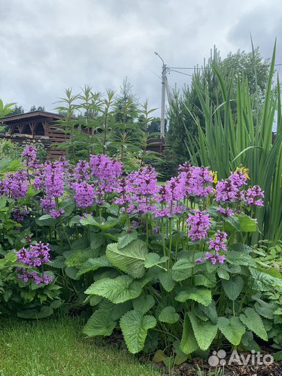 Многолетние цветы для сада