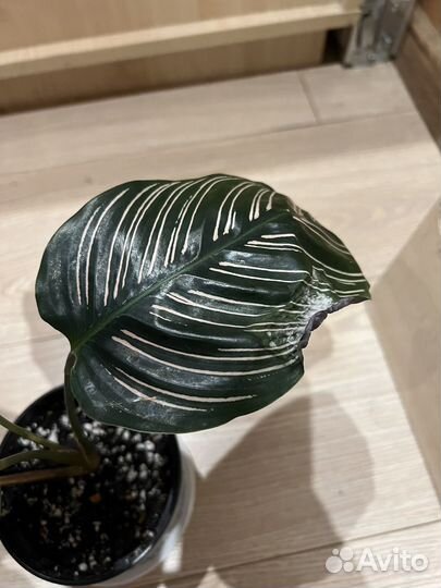 Калатея сандериана