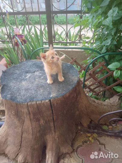 Котята в добрые руки бесплатно