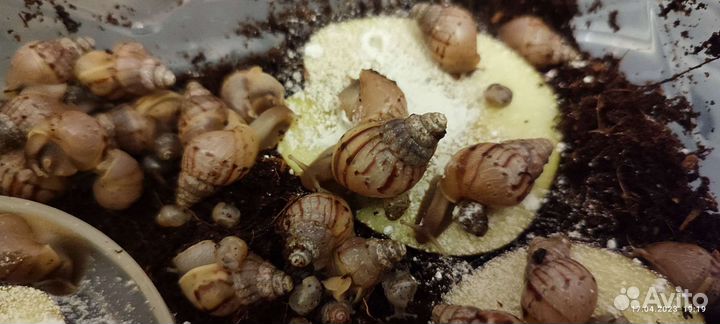 Улитки ахатины