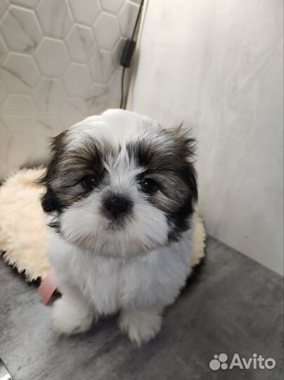 Щенки ши-тцу
