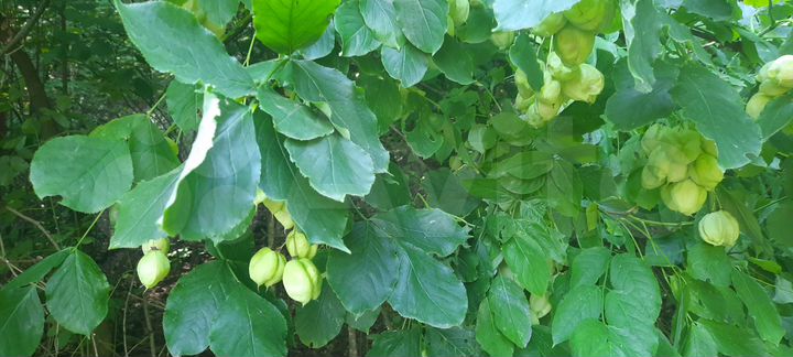 Участок 60 сот. (ИЖС)