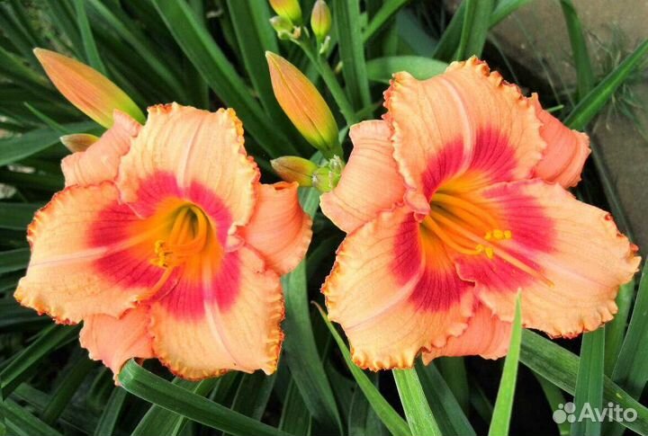 Лилейник 1 горшок