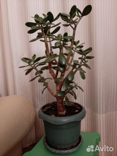 Толстянка - семейное дерево