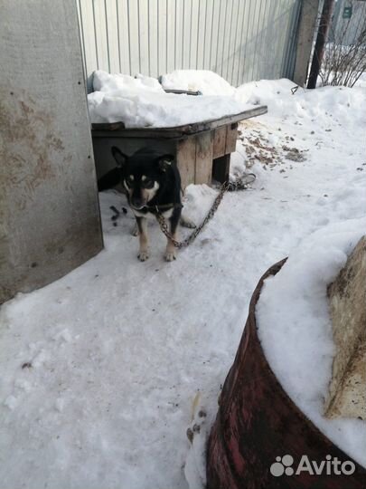 Собака в добрые руки