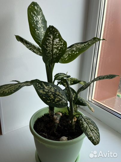 Цветы, филодендрон красноватый, фикус