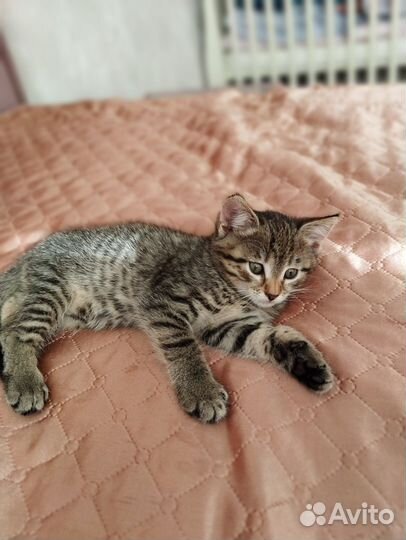 Котёнок