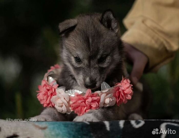 Хаски агути щенки