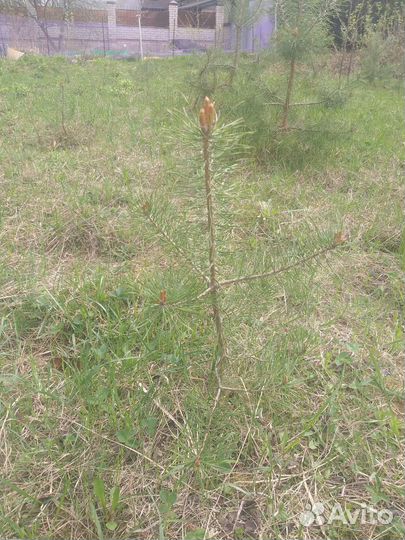 Саженцы сосны