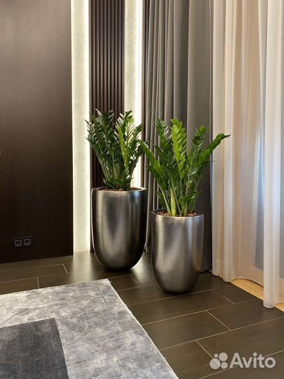 Озеленение интерьера квартиры и дома