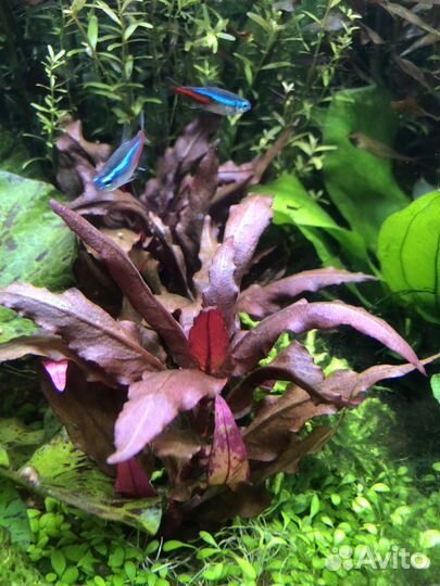 Альтернантера mini