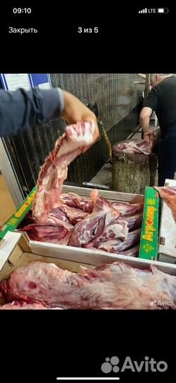 Мясо баранина