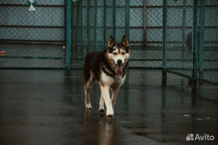 Сибирский хаски метис с разными глазами