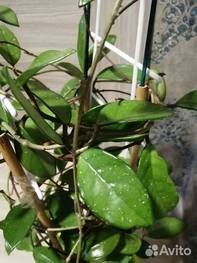 Продам цветы комнатные