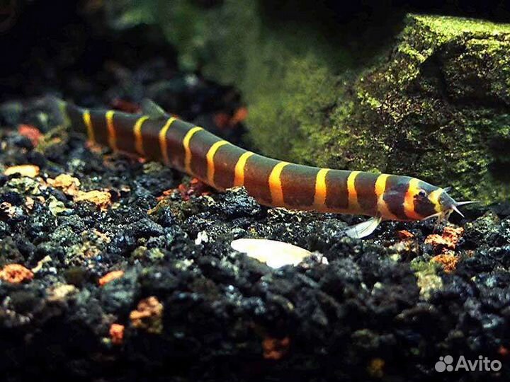 Аквариумные рыбки, золотые рыбки