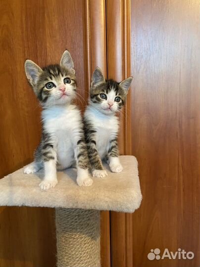 Котята мальчики 1,5 мес