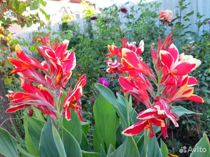 Клубни канны