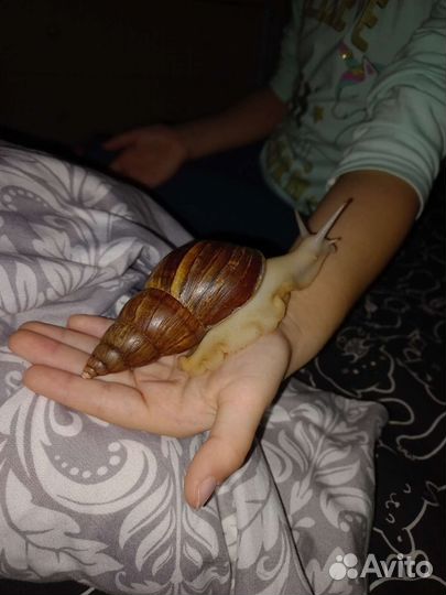 Улитки ахатины