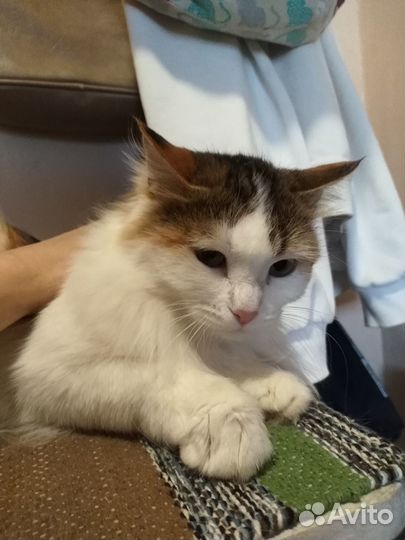 Трёхцветная кошечка на счастье