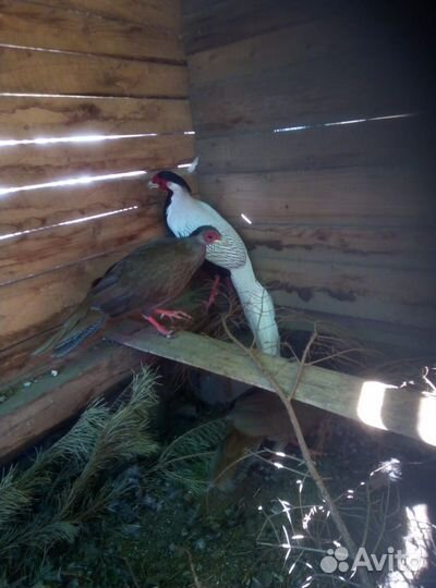 Фазан Серебряный