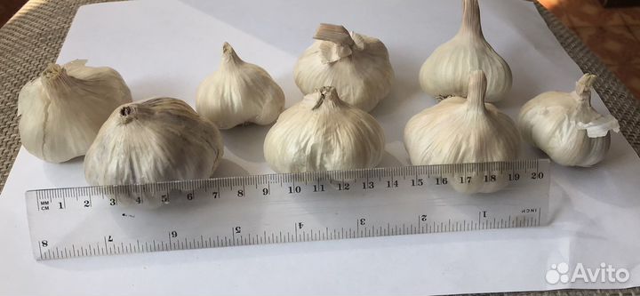 Яровой чеснок