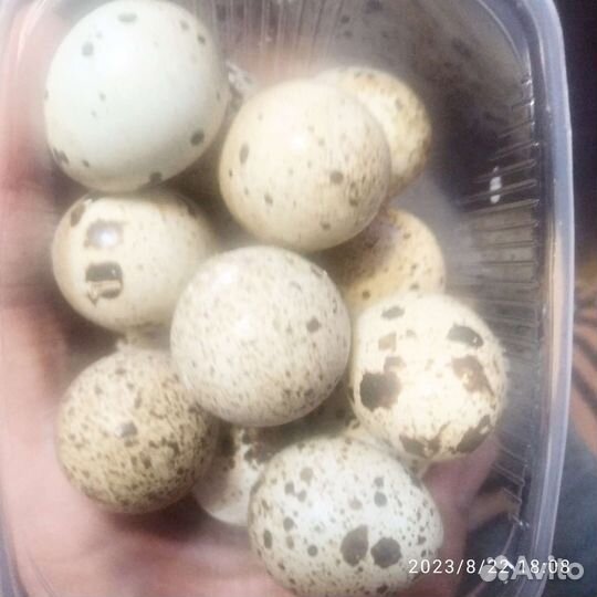 Яйца перепелиные домашние