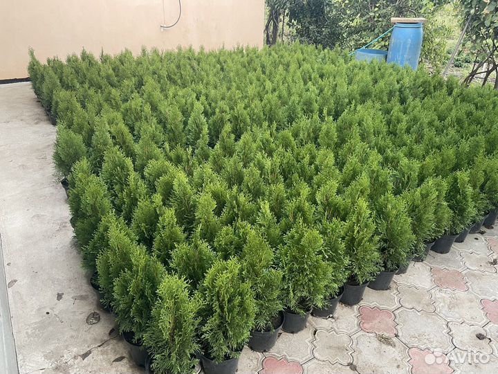 Туя западная смарагд
