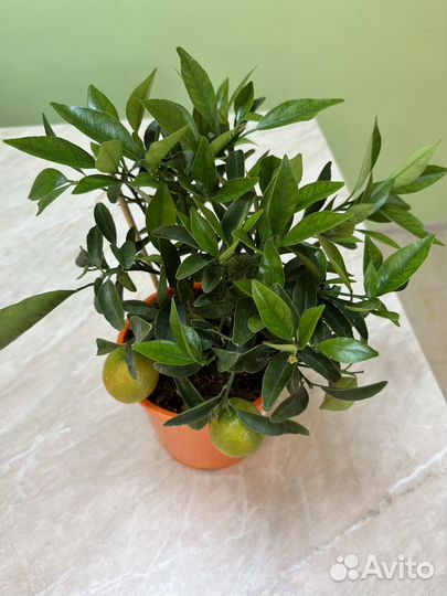 Цитрофортунелла Каломандин