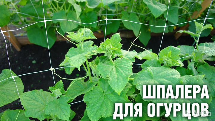 Сетка шпалерная