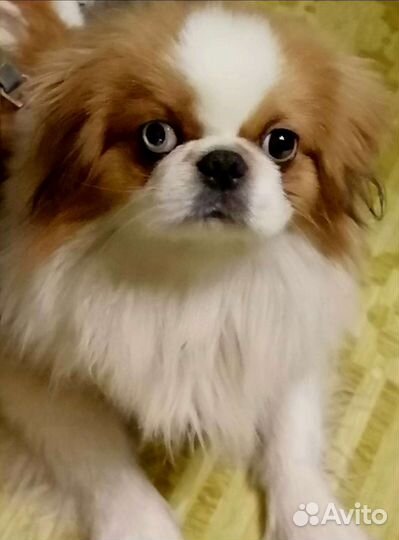 Пекинес (вязка)