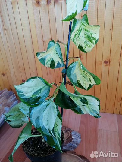 Сциндапсус марбл эппл