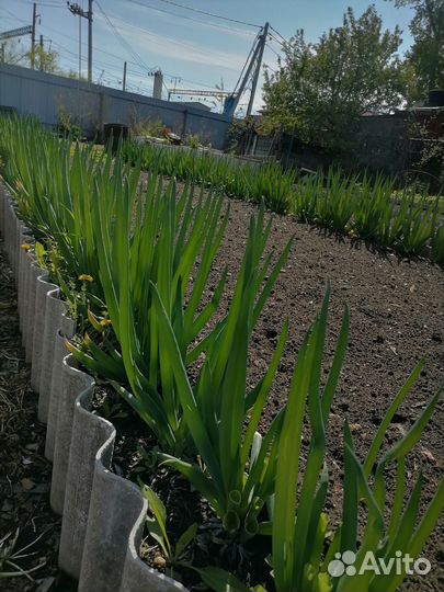 Многолетники