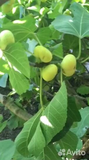 Саженцы инжира