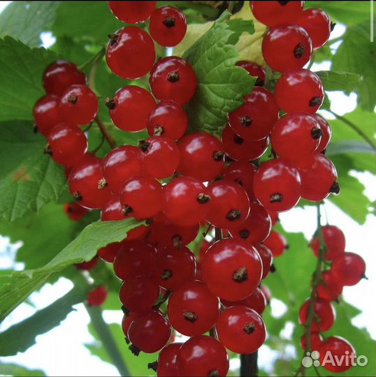 Белая и красная смородина