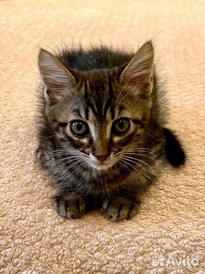 Знакомьтесь, лесная нимфа Лика)