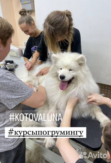 Обучение на грумера / курсы груминга
