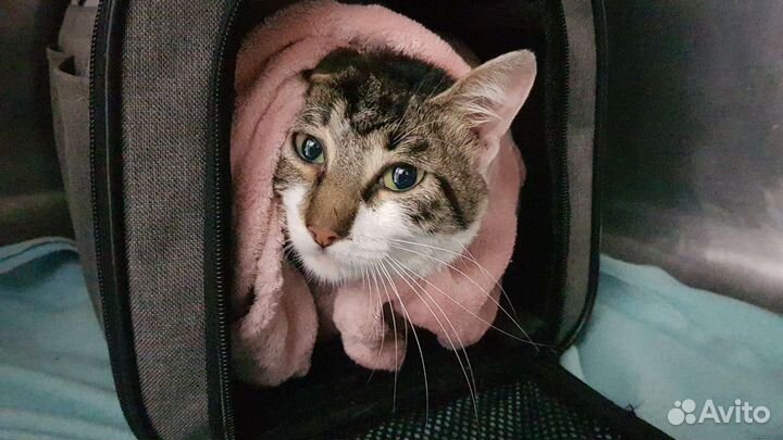 Котёнок 8 месяцев, бесплатно