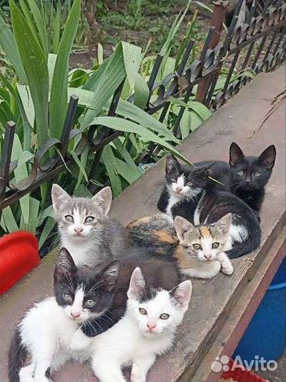 Кошки в дар бесплатно