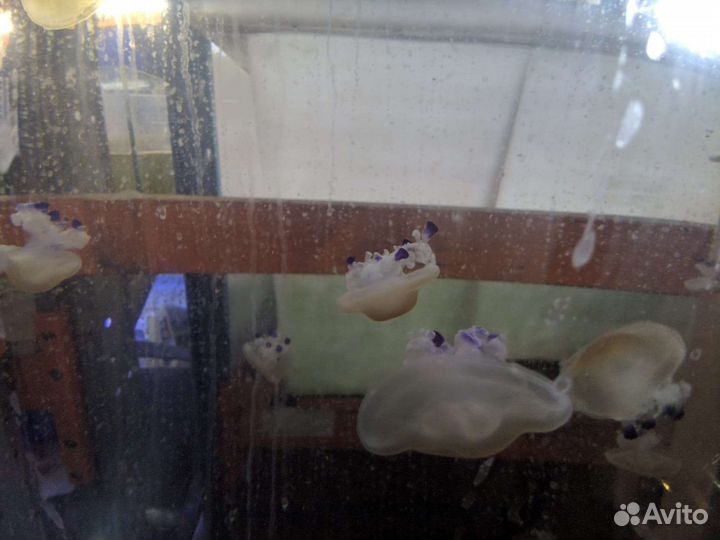 Морская фауна, Кораллы, Медузы, Актинии