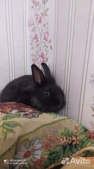 Декоративные карликовые кролики