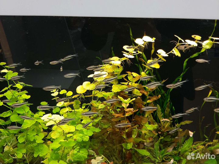 Неон черный