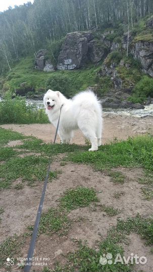 Самоед вязка