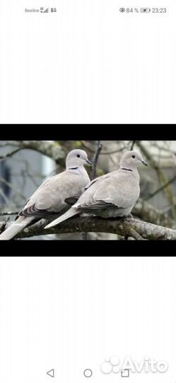 Египетские смеющиеся горлицы