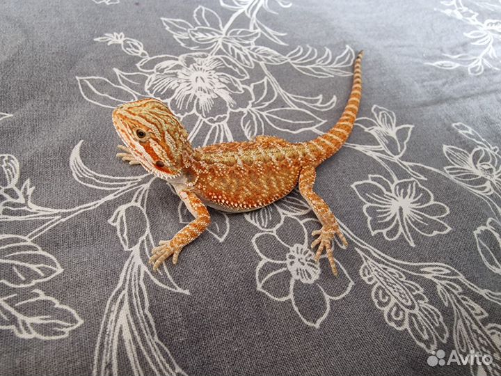 Бородатая агама