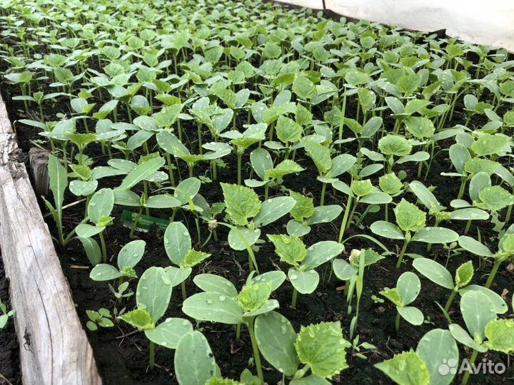 Рассада огурцов помидор перец и т д