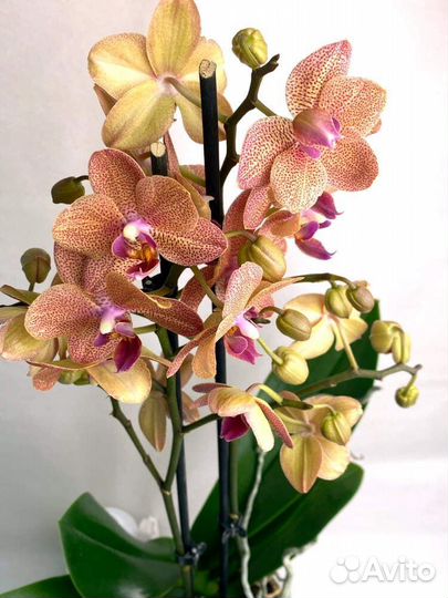 Фаленопсис