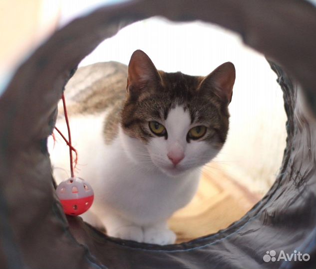 Томас для вас